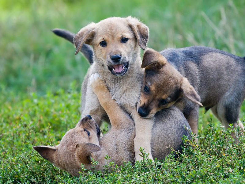 Puppies playing in grass