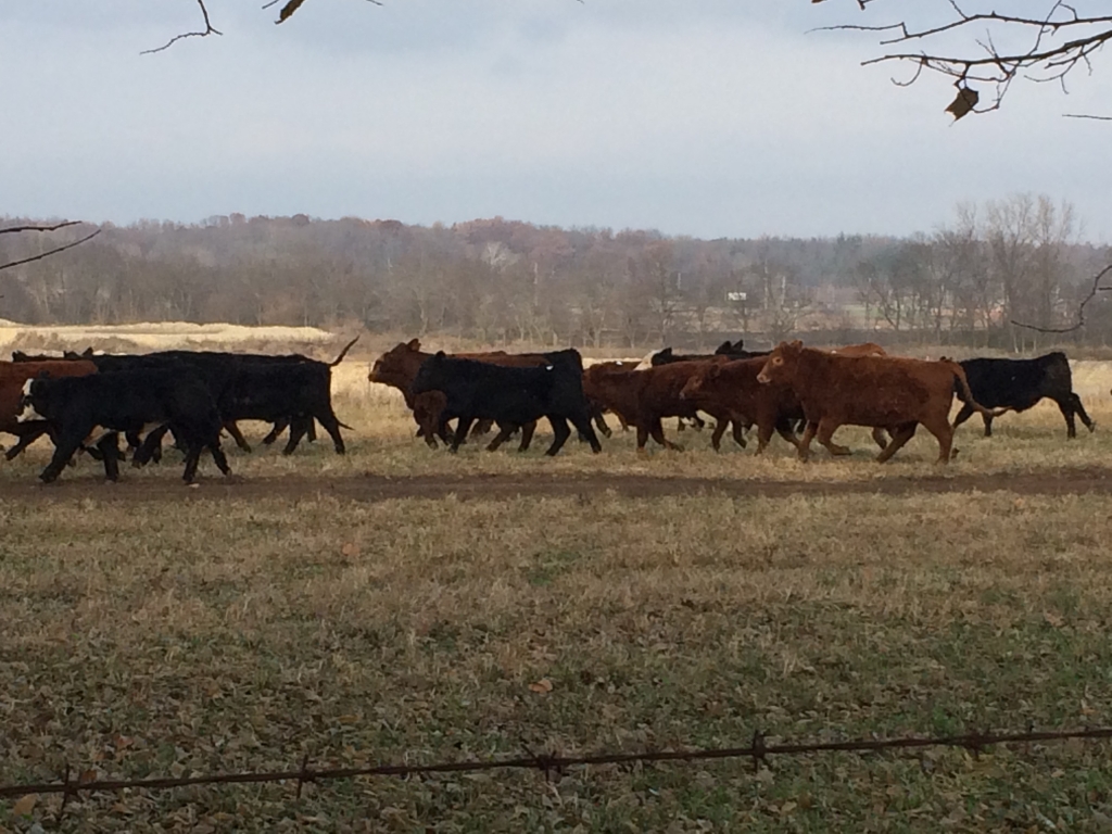 Cows running in a field