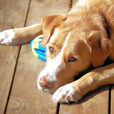 Dog and Ball