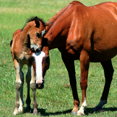 Picture of horses in field