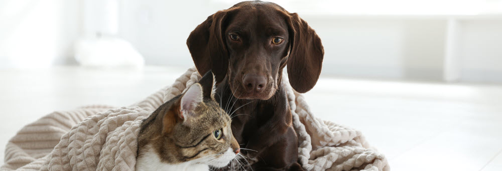 Dog & Cat Snuggling